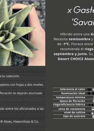 x Gasteraloe 'Savannah'