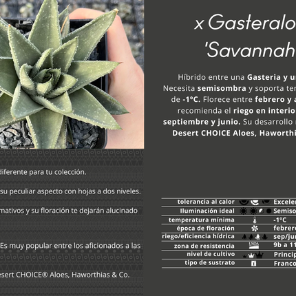 x Gasteraloe 'Savannah'
