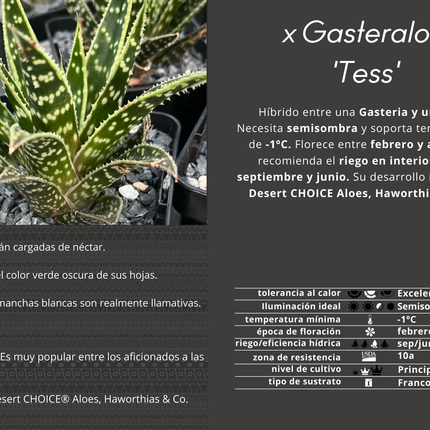 x Gasteraloe 'Tess'