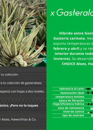 x Gasteraloe 'Doreen'