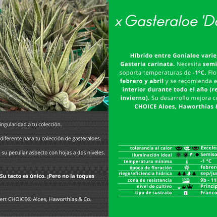 x Gasteraloe 'Doreen'