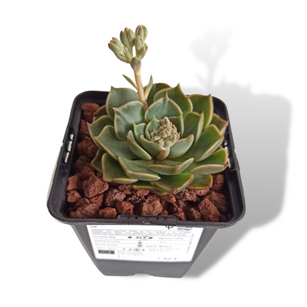 Graptopetalum bellum (Tacitum bellum)