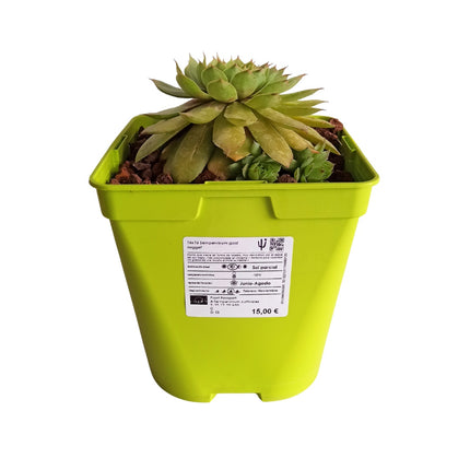 Sempervivum-Goldnugget „S“ und „M“