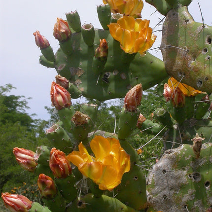 Opuntia elata (bonariensis)