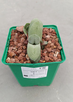 Gasteria glomerata