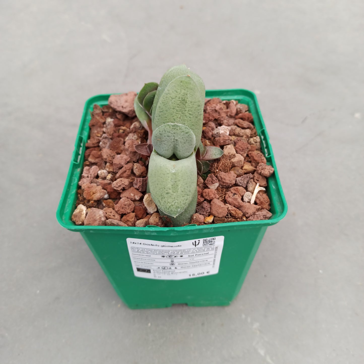 Gasteria glomerata