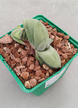 Gasteria glomerata