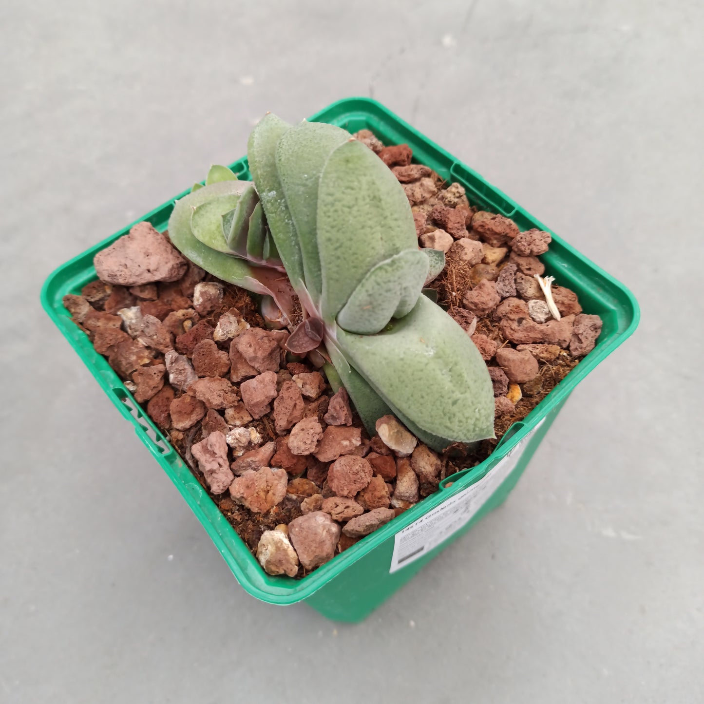 Gasteria glomerata