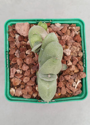 Gasteria glomerata