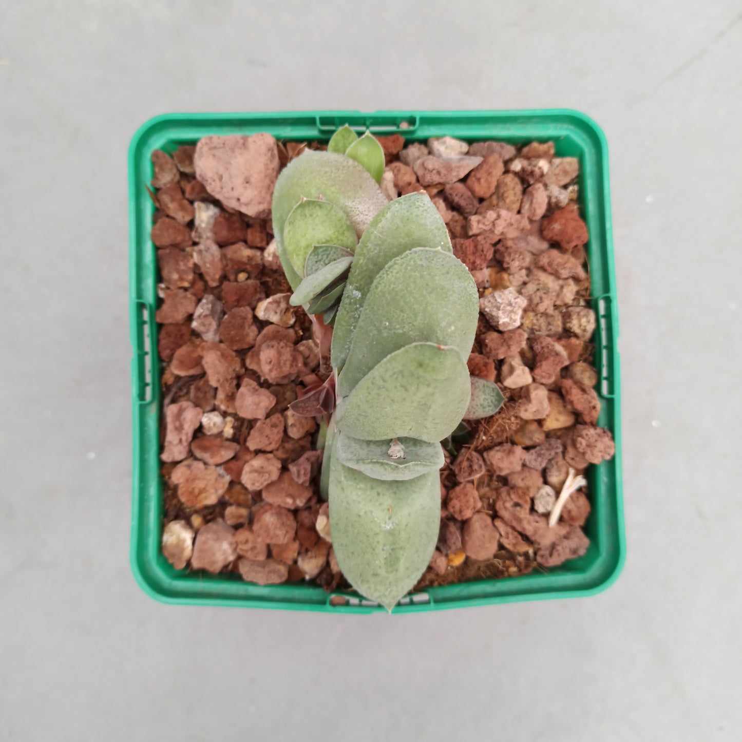 Gasteria glomerata