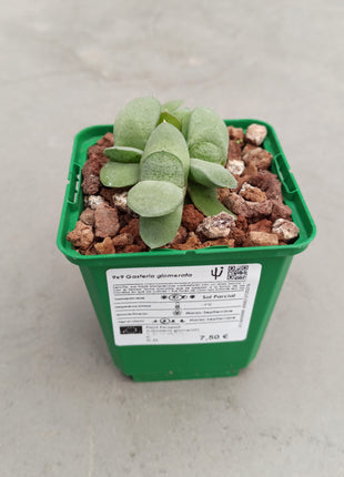Gasteria glomerata