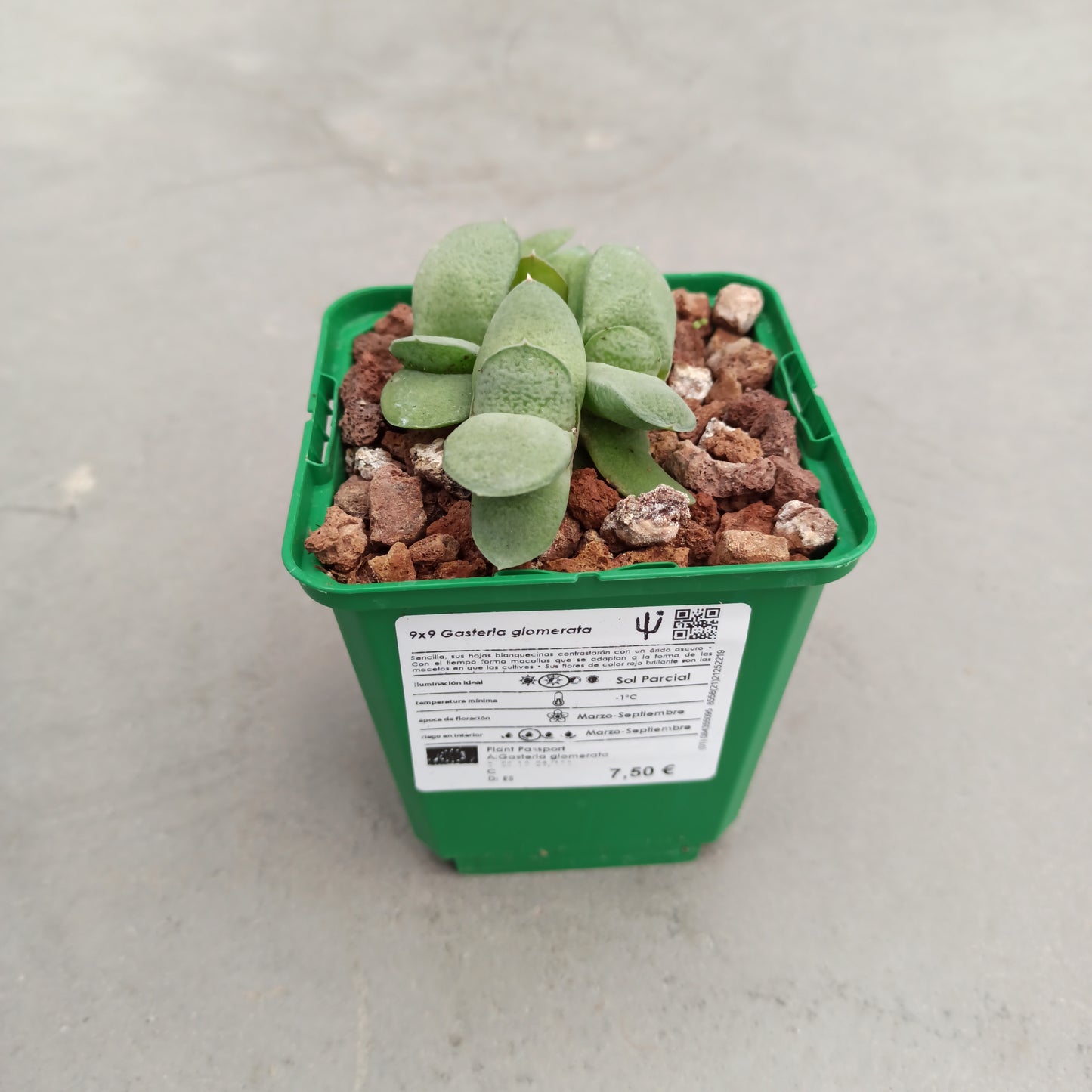 Gasteria glomerata