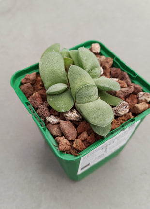Gasteria glomerata