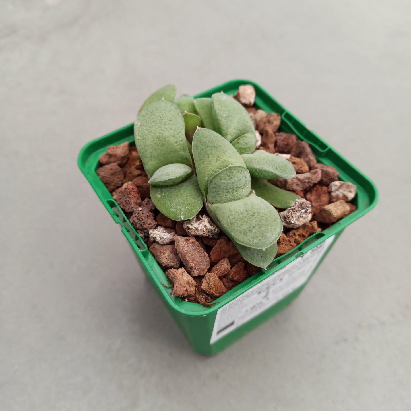 Gasteria glomerata