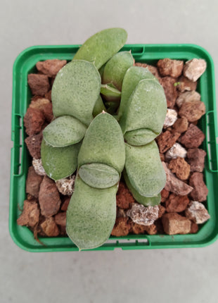 Gasteria glomerata