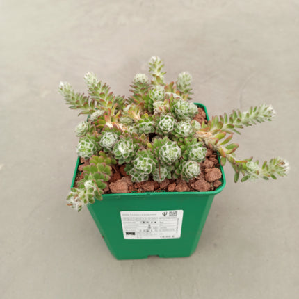 Portulaca werdermanii