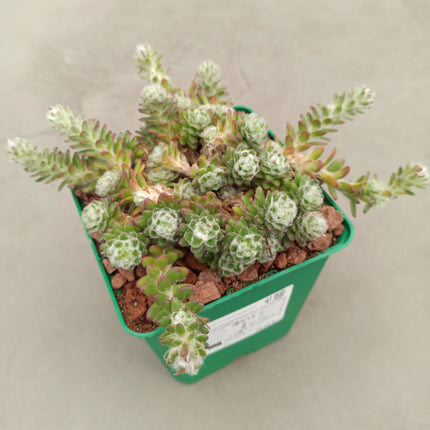 Portulaca werdermanii