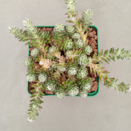 Portulaca werdermanii