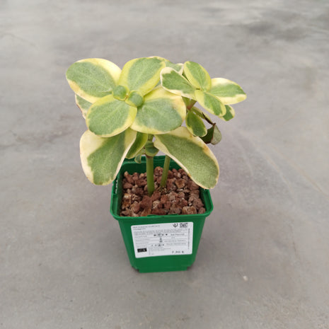 Crassula multicava variegada 'S'