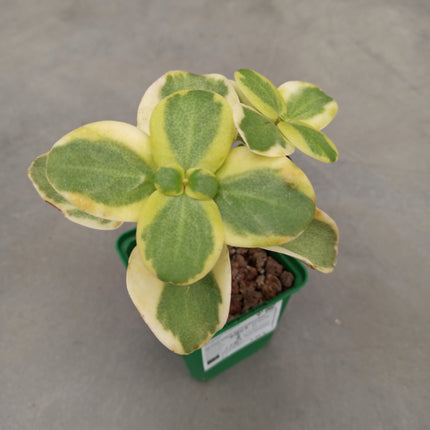 Crassula multicava variegada 'S'