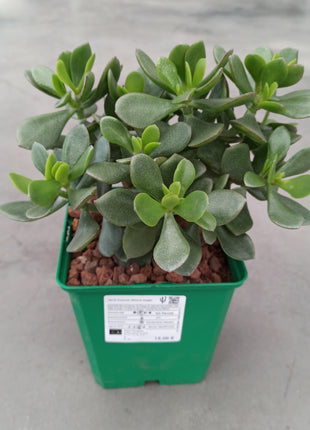 Crassula minova magic 'M'