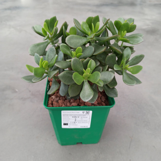 Crassula minova magic 'M'
