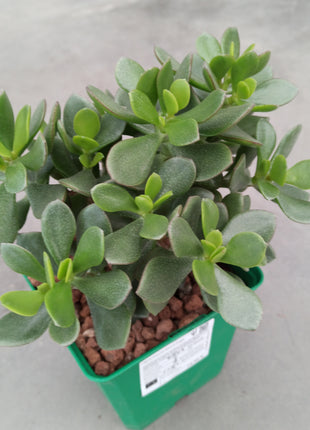 Crassula minova magic 'M'