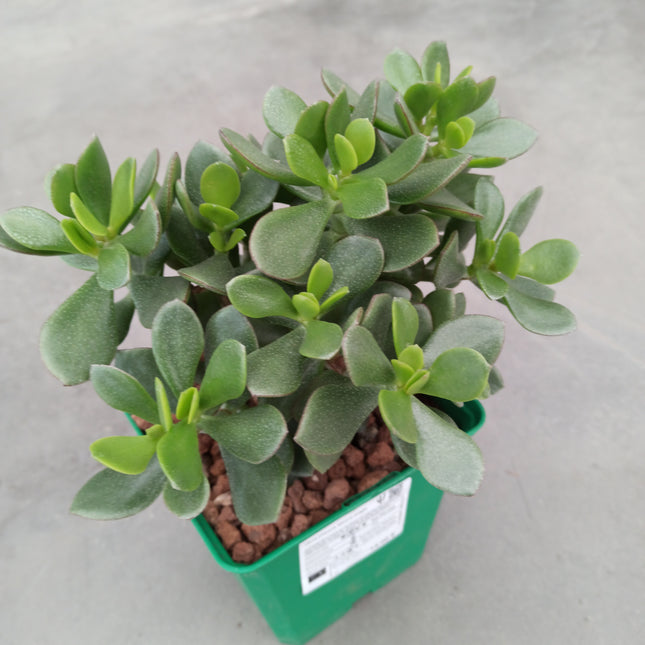 Crassula minova magic 'M'