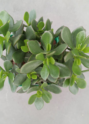 Crassula minova magic 'M'