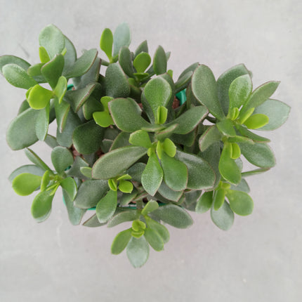 Crassula minova magic 'M'