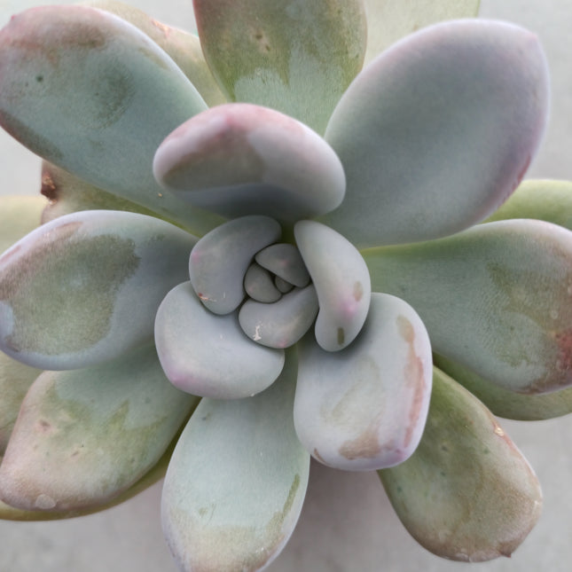 Pachyphytum bracteosum 'M' y 'L'