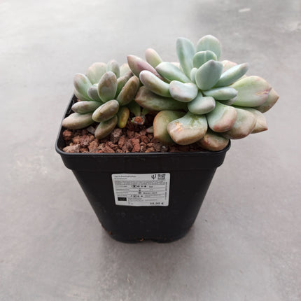Pachyphytum bracteosum 'M' und 'L'