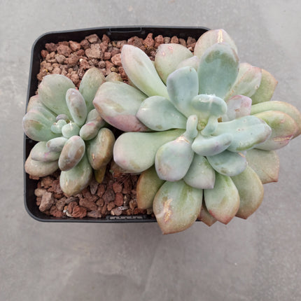 Pachyphytum bracteosum 'M' und 'L'