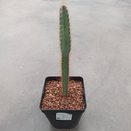 Cereus validus