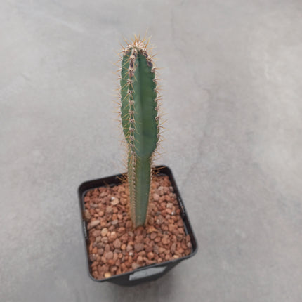 Cereus validus