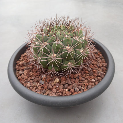 Gymnocalycium saglionis ' Tarrina' 30 cm