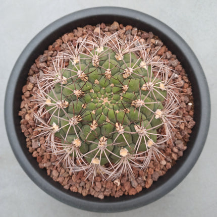 Gymnocalycium saglionis ' Tarrina' 30 cm