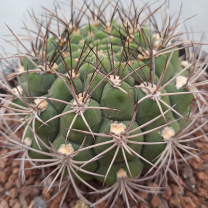 Gymnocalycium saglionis ' Tarrina' 30 cm