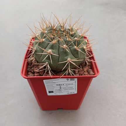 Gymnocalycium eurypleurum