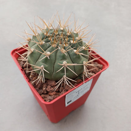 Gymnocalycium eurypleurum