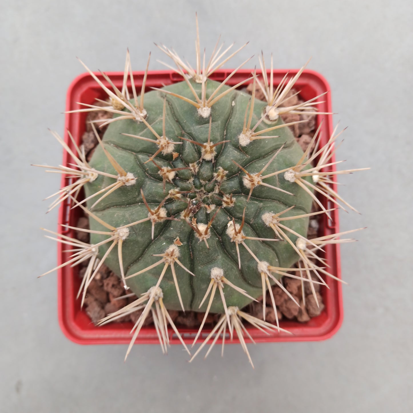 Gymnocalycium eurypleurum