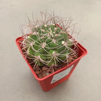 Gymnocalycium pflanzii