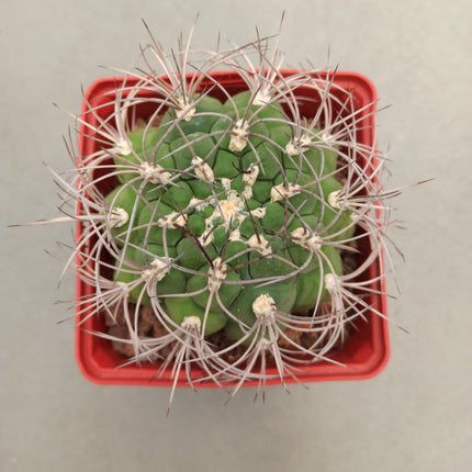 Gymnocalycium pflanzii
