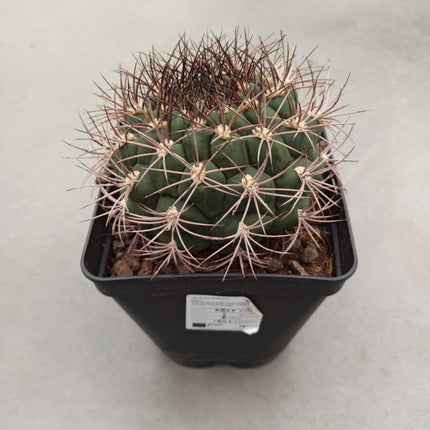 Gymnocalycium pflanzii