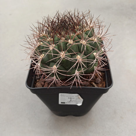 Gymnocalycium pflanzii