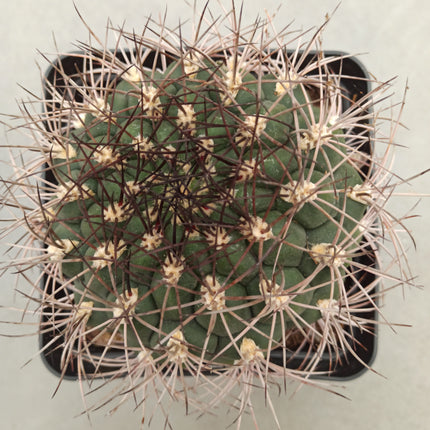 Gymnocalycium pflanzii