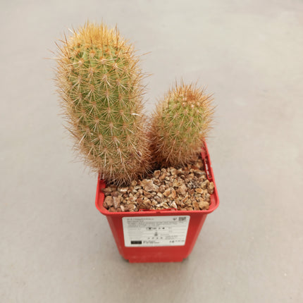 Haageocereus lachayensis