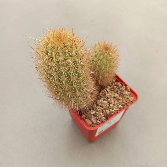 Haageocereus lachayensis