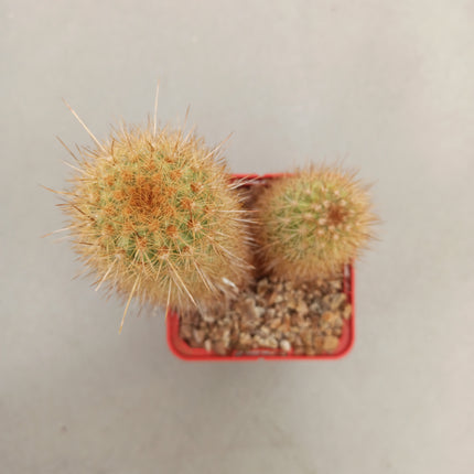 Haageocereus lachayensis