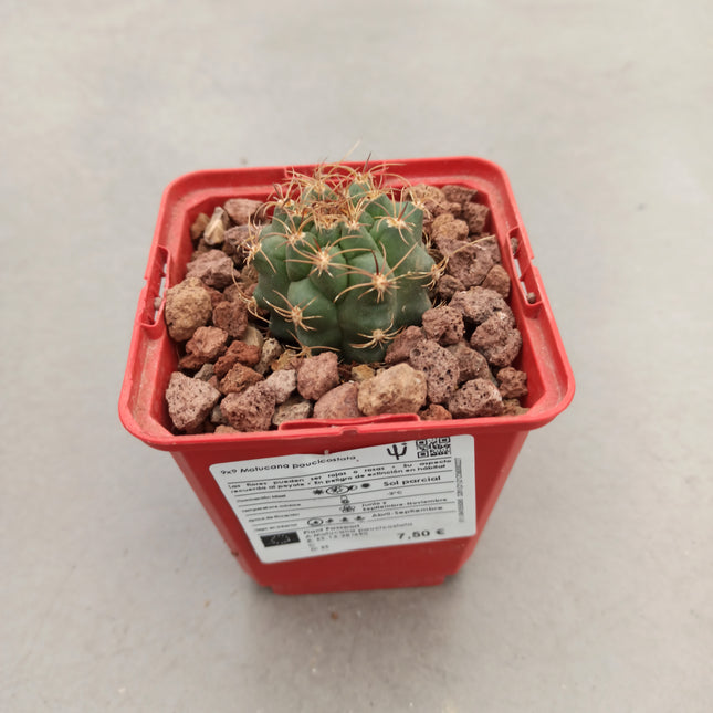 Matucana paucicostata